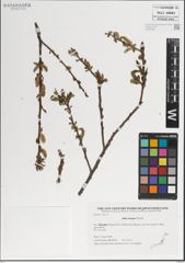 Foto von Salix integra Thunb.